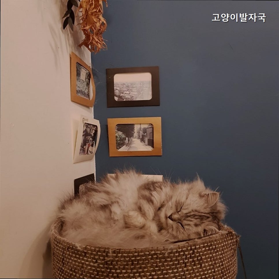 고양이발자국 사진 1