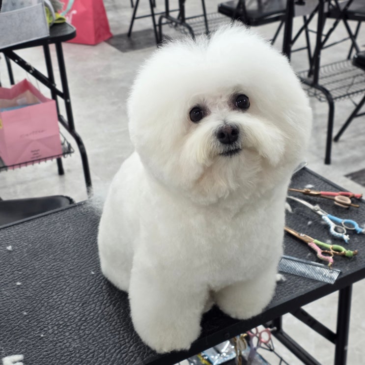  계양애견미용학원 비용부터 자격증 취득 기간까지 한 번에 정리