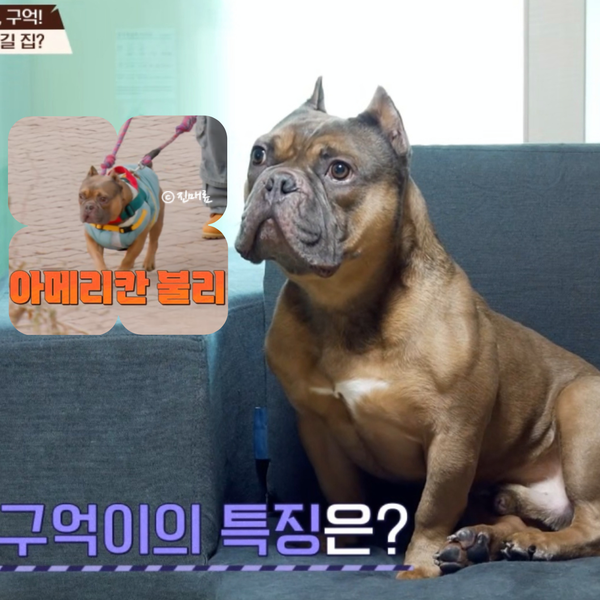 <b>개늑시</b> 구억이 안락사 고민 이유 보호자 선택은? 개와 늑대의... 
