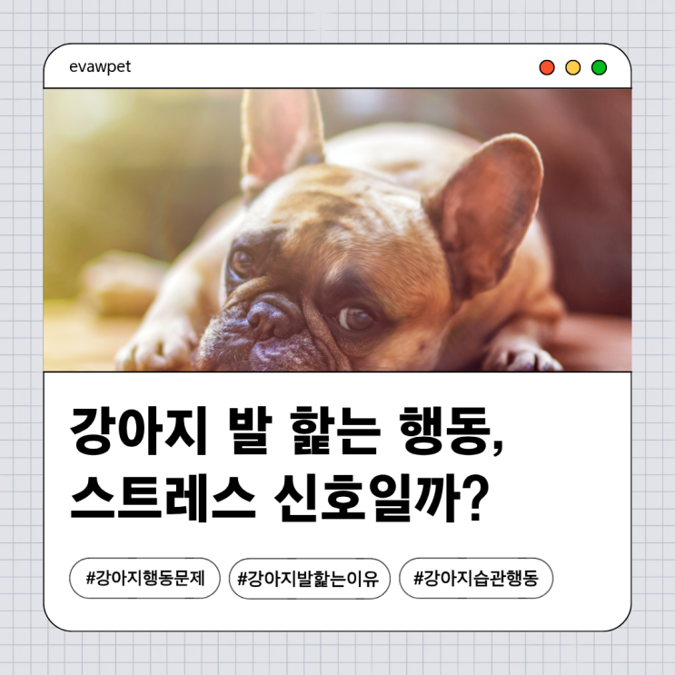  강아지 발 핥는 행동, 스트레스 신호일 수도 있습니다