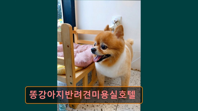 똥강아지반려견미용실호텔