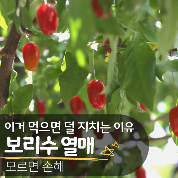  보리수 열매 효능 효과 맛 부작용