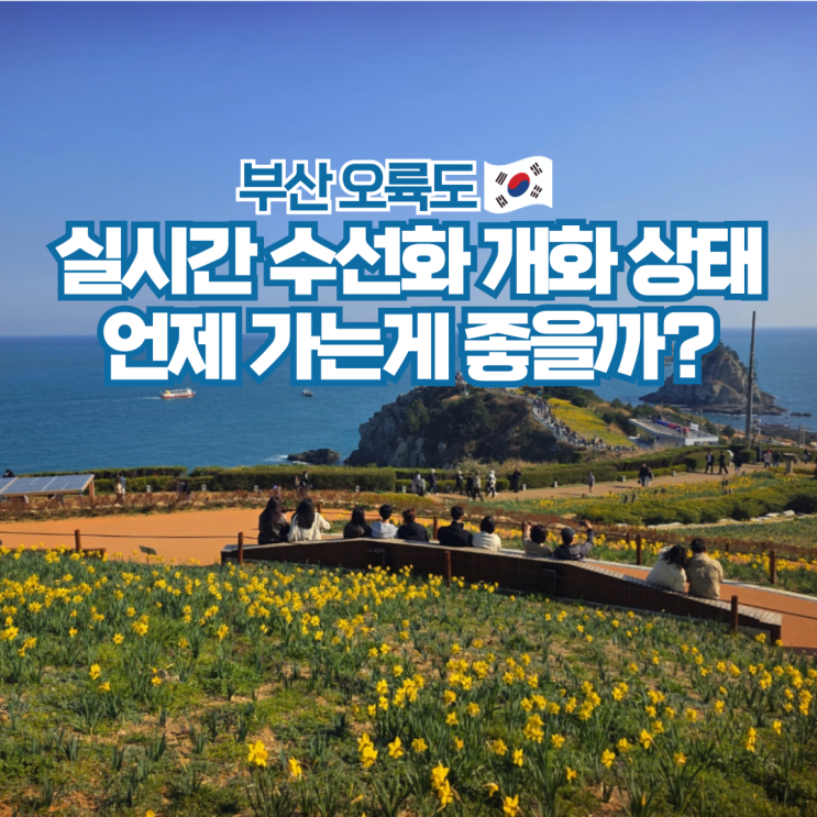  부산 오륙도 수선화 해맞이 공원 실시간 개화율 주차장