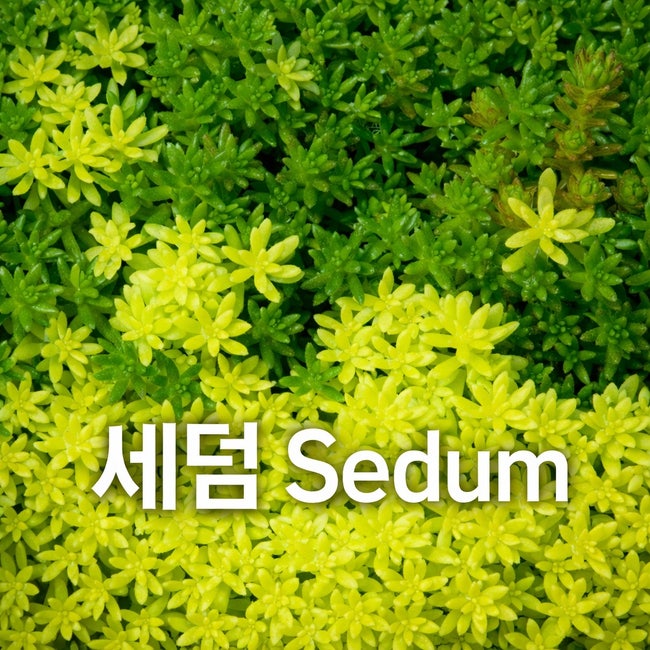 세덤 부터 황금세덤 생존력 만렙 다육식물 키우기