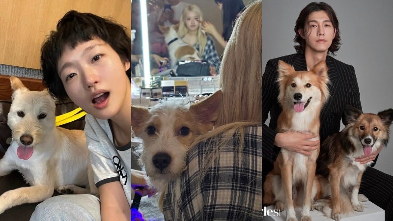 로제만 그런 줄 알았는데...유기견에게 따뜻한 가족이 되어준 스타 5명