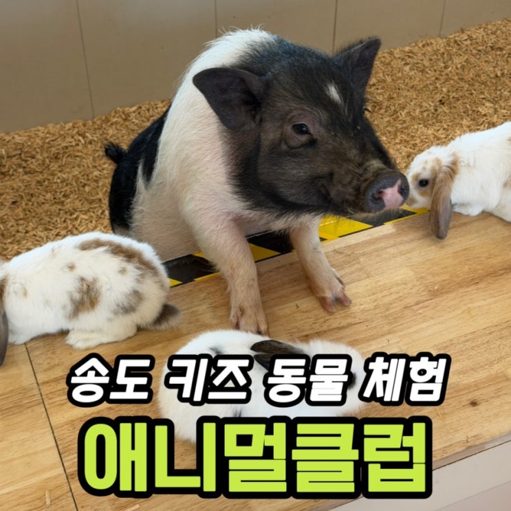  송도 키즈카페 애니멀클럽 송도점 내돈내산 후기｜동물 체험 가능한 실내 놀거리