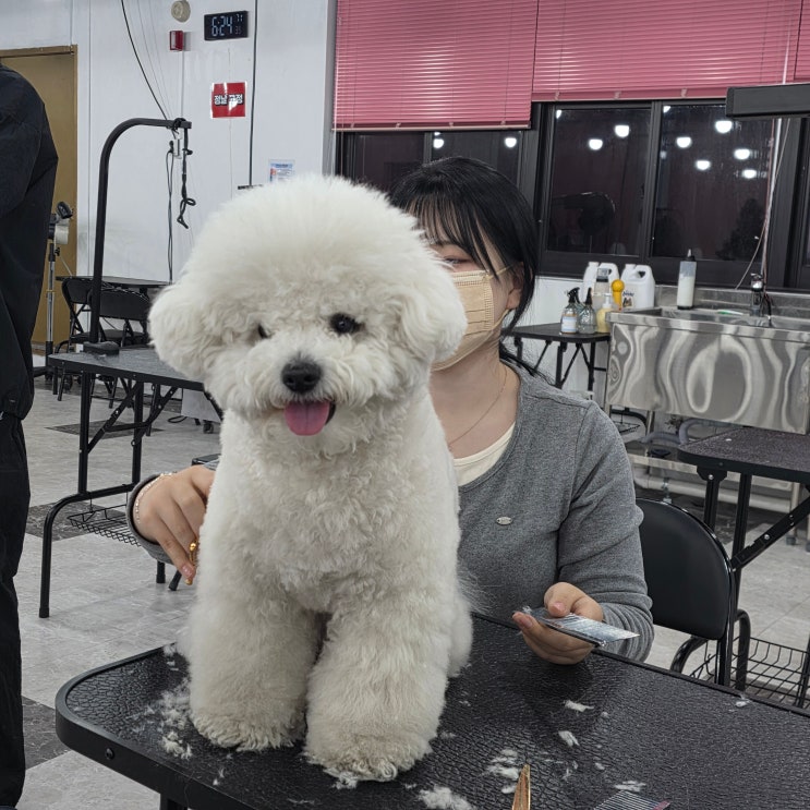  송도애견미용학원 수강 전 필독 커리큘럼·비용·자격증 총정리