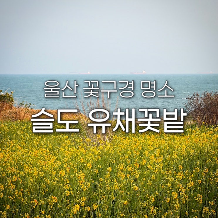  울산 유채꽃 명소 슬도 대왕암공원 초화단지 꽃구경 가는길 2026 개화시기 실시간 데이트 나들이 가볼만한곳 포토존 주차