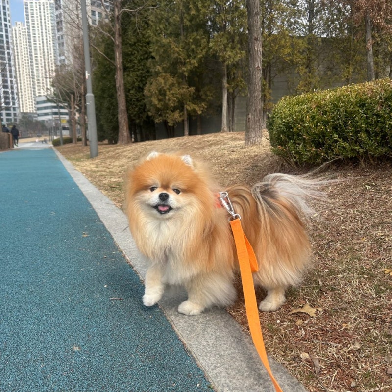 이리온 동탄 애견유치원 애견호텔