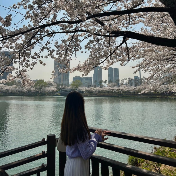  서울 벚꽃 명소 TOP3 비교