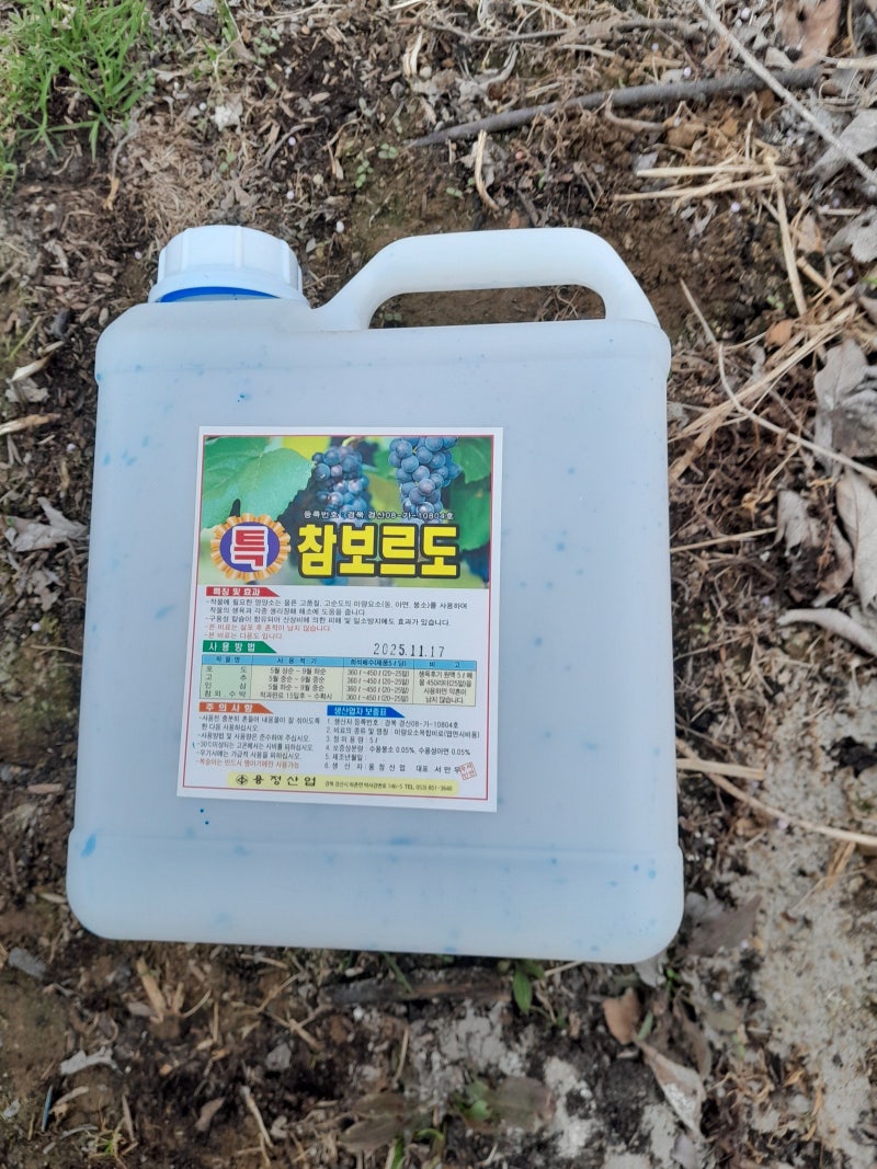 황토 유황 방제에 이어 오늘 석회 보르도액 살포하다