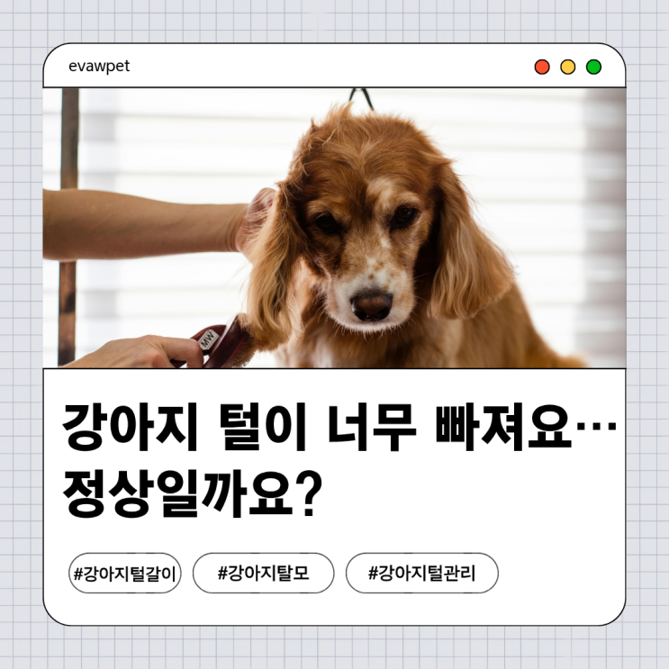  강아지 털이 너무 빠져요… 정상일까요? 털갈이 vs 탈모 구분법