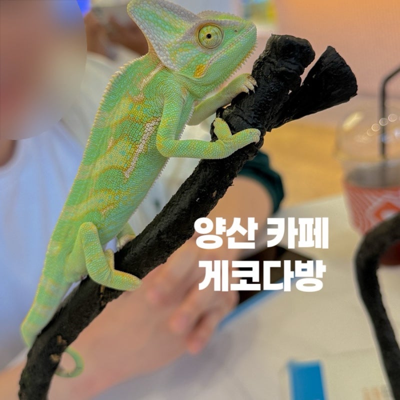 아기랑 함께 이색 체험 카페 '개코다방' 양산 도마뱀 카페