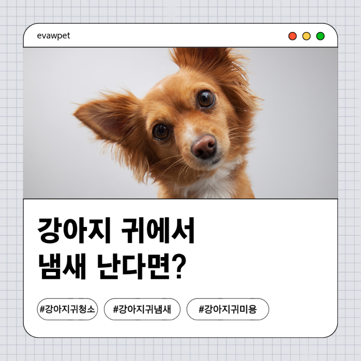  강아지 귀에서 냄새 난다면? 그냥 두면 안 되는 이유