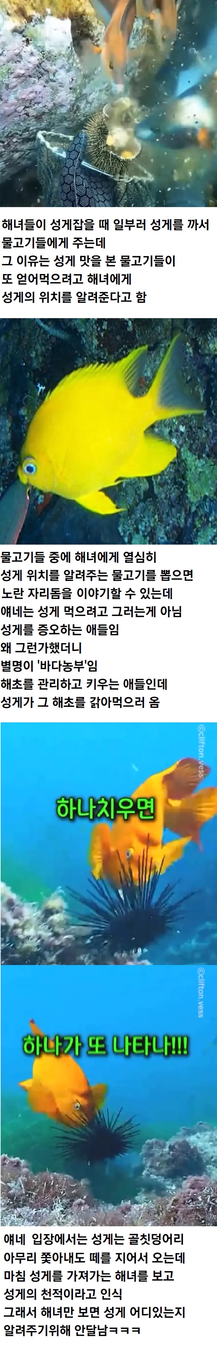  해녀가 성게 잡을때 물고기들한테 성게 까주는 이유