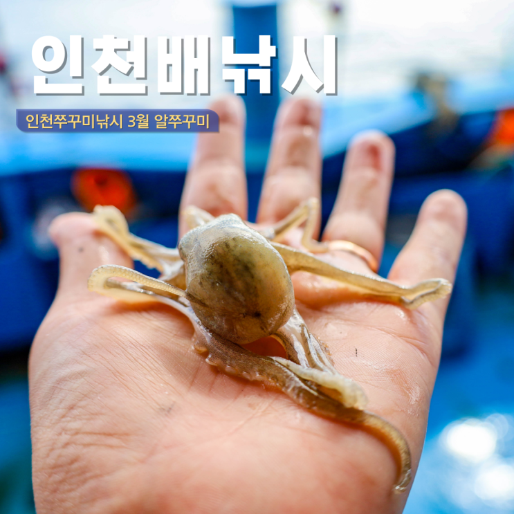  인천 배낚시 체험 봄 인천쭈꾸미배낚시 추천 광복낚시 가격 얼마?