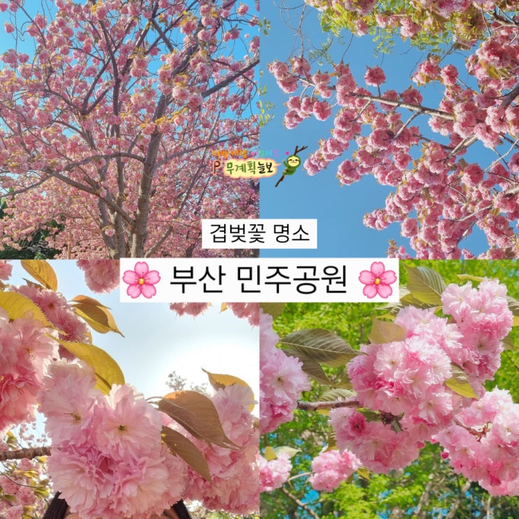  부산 민주공원 겹벚꽃 명소 4월 중순 개화 부산봄여행