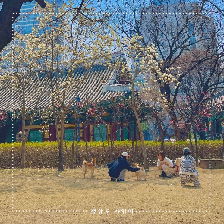  국제 강아지의 날 기념 : 올해 개최하는 반려견과 함께하는 행사 총정리(경상권)