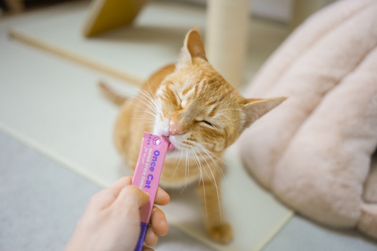  고양이 츄르 간식 추천 매일주는 원스캣