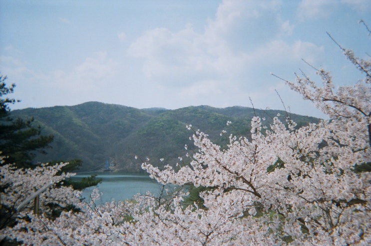  충남 청양 천장호 출렁다리 아이와 가볼만한곳 벚꽃 산책길
