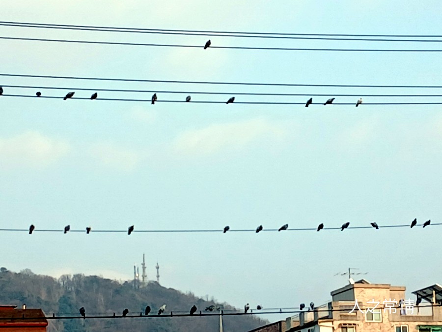 서부청기와감자탕 불광역점 사진 2