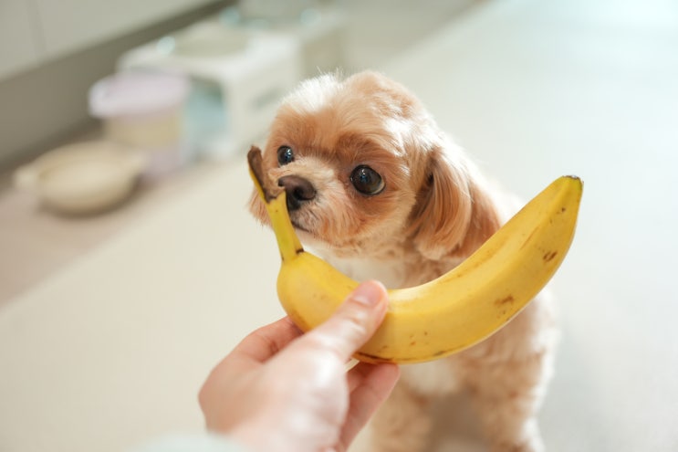  고양이 강아지 바나나 먹어도 되나요? 주의사항 총정리