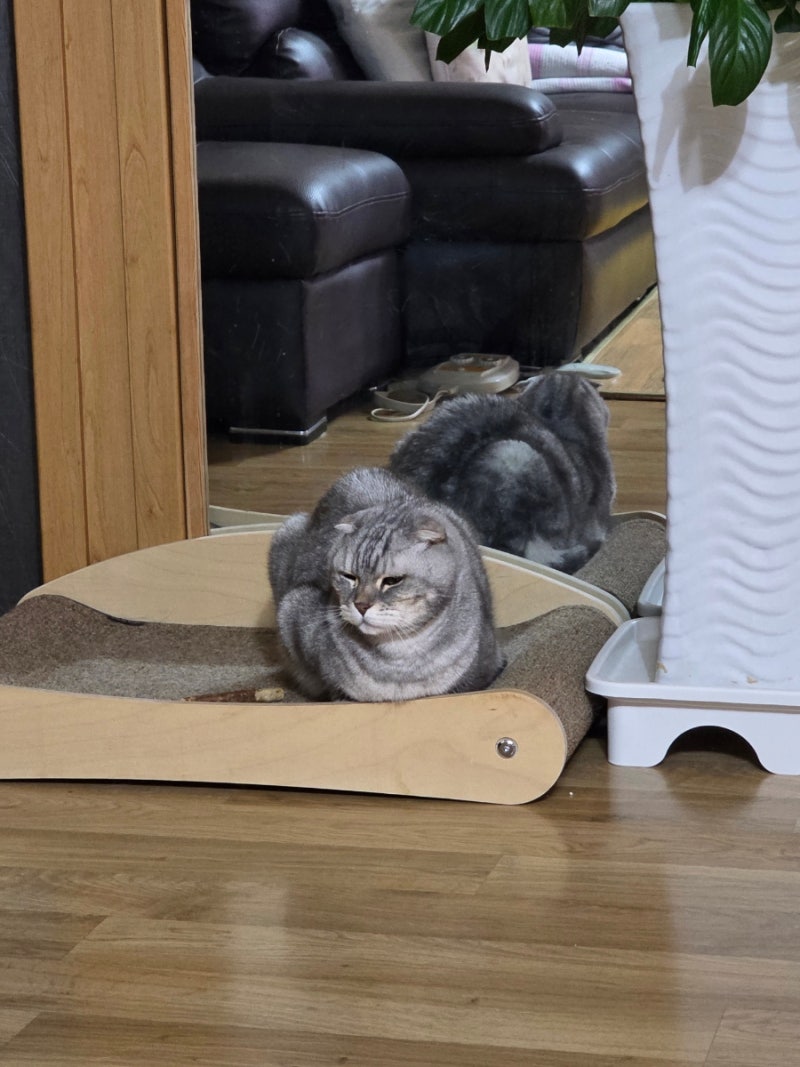 [N동물의료센터 노원점] 고양이 만성신부전증 치료 (8)_2026.02.08