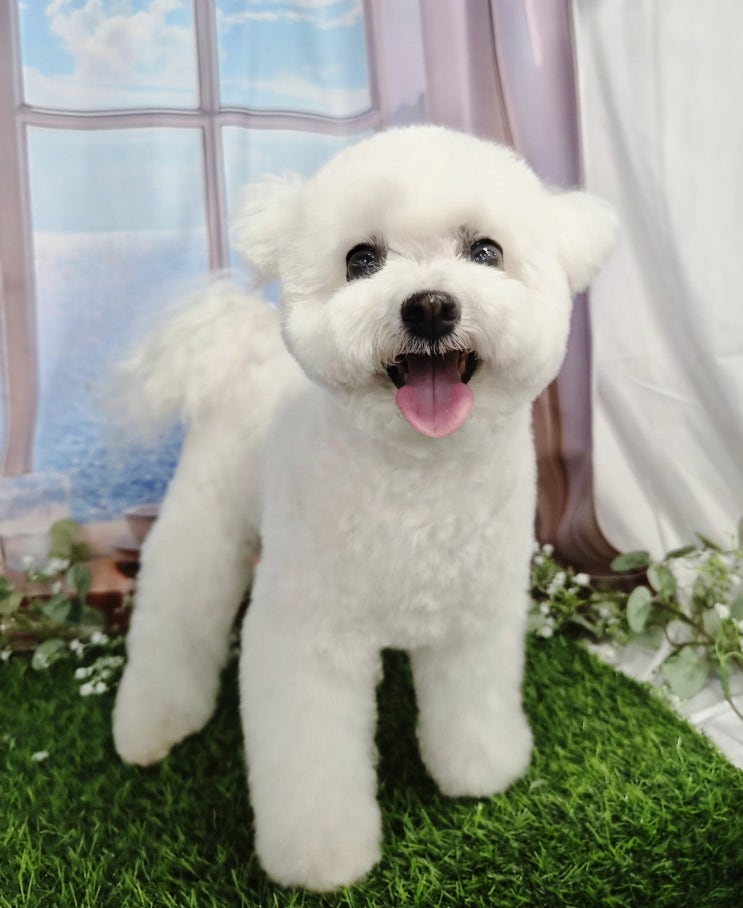  청라애견미용학원 초보도 배울 수 있을까? 현실 후기 정리