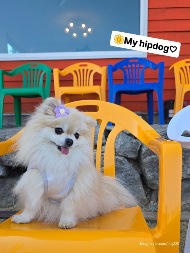 마이힙독 — 북구