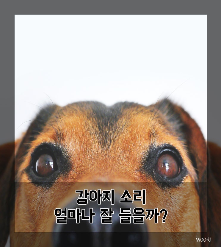  강아지 청각, 소리 얼마나 잘 들을까?