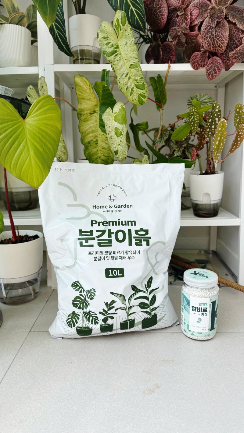 닥터조 분갈이흙 & 알비료케이로 알보 몬스테라 분갈이 하기 (#당당배합)