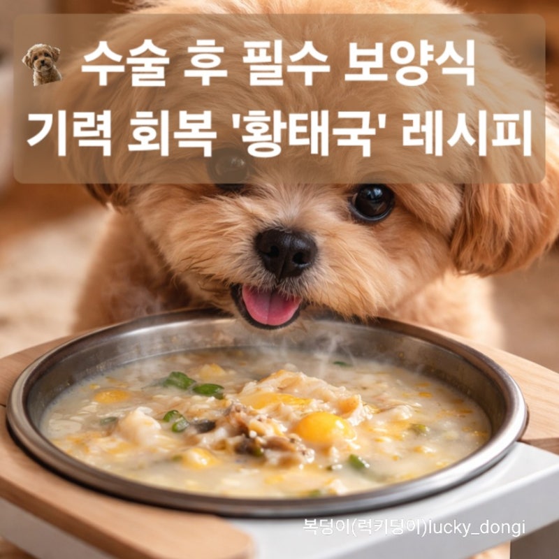 중성화 수술 후, 기력 회복 강아지 보양식 황태국 레시피