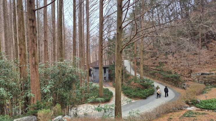  대전 숙소 추천! 대학 모임 단체 숙박에 볼거리 천국인 장태산 세콰이어집 [장태산휴양림]