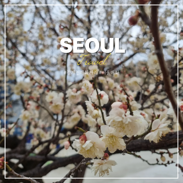  청계천매화거리 축제 서울 매화 명소 봄 나들이 데이트