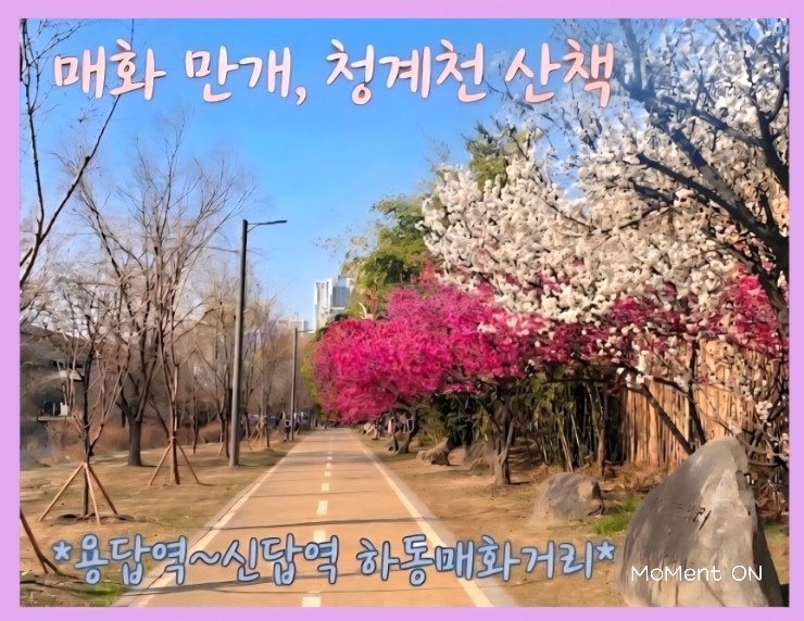  청계천 매화 지금 만개 | 용답역 매화거리 산책 + 행사 정보