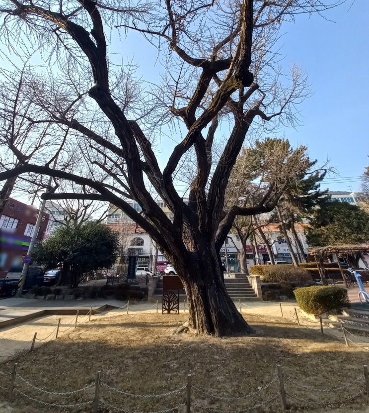  수백 년 된 은행나무가 던진 인생 약분(約分)의 질문