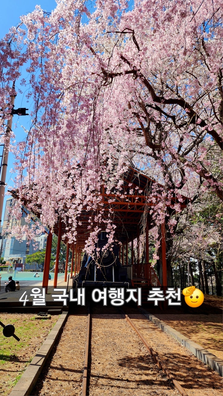  3월꽃구경 4월 국내여행 추천 제주도 전농로 벚꽃 축제