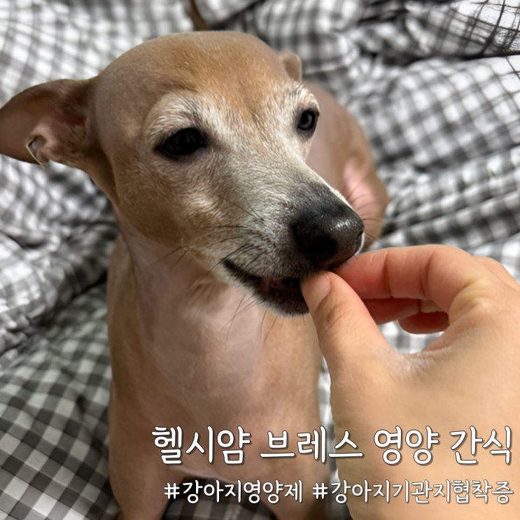  강아지 기관지 협착 기침 관리｜헬시얌 브레스 호흡기 영양 간식 급여 후기