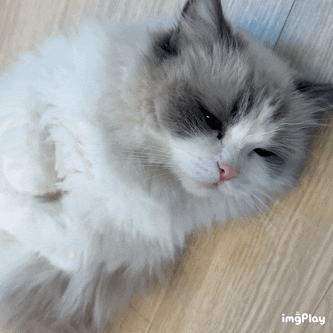  배곧 고양이 카페 고양이주택 방문 후기 힐링 제대로 되는 공간