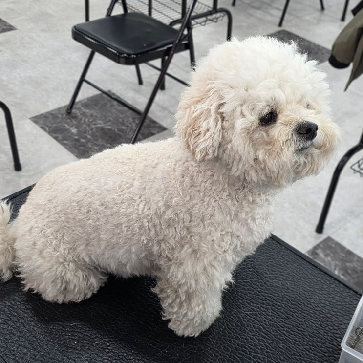  안산애견미용학원 주부 도 가능할까? 자격증 기간·비용 총정리