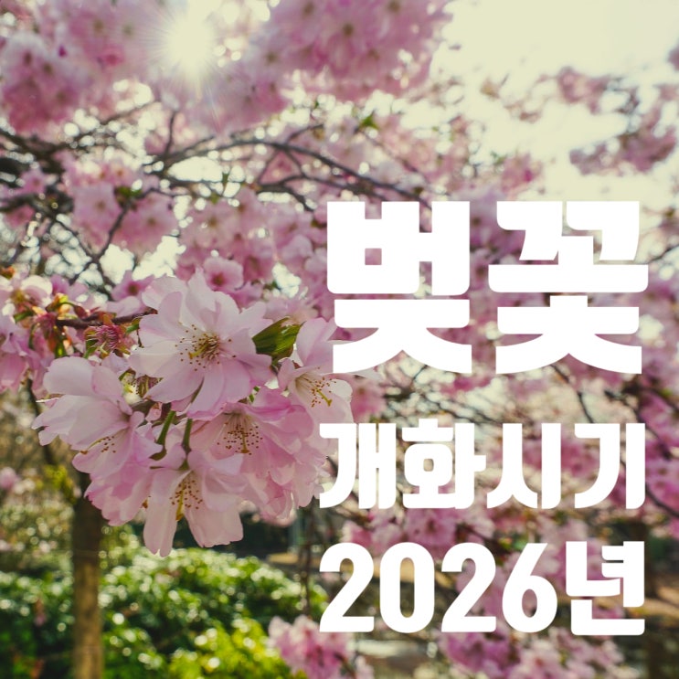  벚꽃 개화시기 2026년 군락지 정보 봄.봄.봄 봄이 오네요