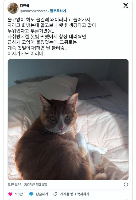  고양이가 자꾸 울면서 부른 이유