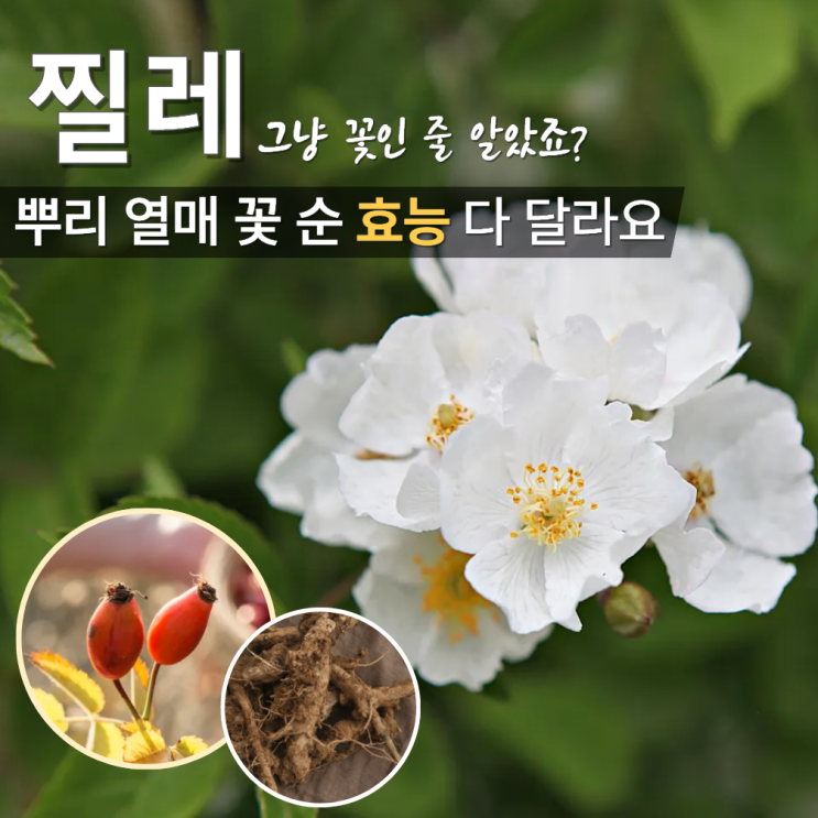  찔레뿌리 열매 꽃 순 효능 부작용 먹는법