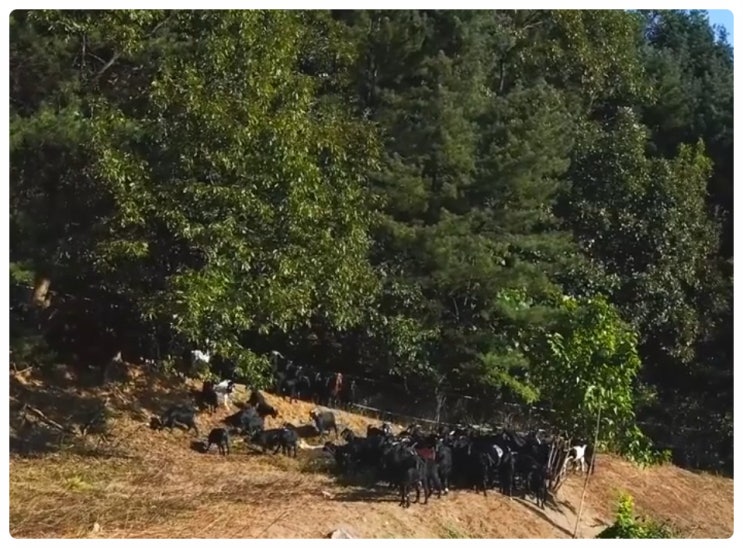 흑염소진액 즙 고르는 방법 직접 운영 농장 확인 암컷 국산 자연방목 함량 보는법 어버이날 명절 부모님 3+1 가성비 선물