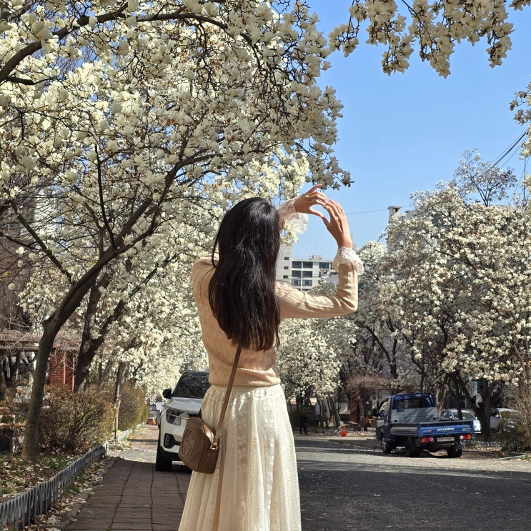  대구 데이트 가볼만한곳 지산목련아파트 목련 실시간 대구 꽃구경