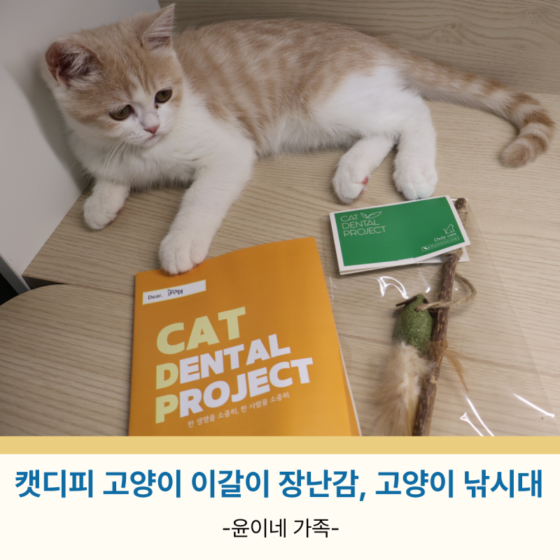 캣디피 고양이 이갈이 기간 장난감 캣닢 쥐돌이 낚시대 추천