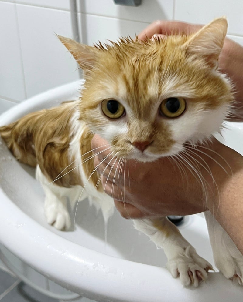 다이소 고양이 샴푸보단 댕냥스파 올인원 펫 샴푸바 추천하는 이유