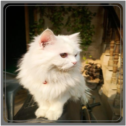 페르시안 고양이 가격 얼마일까? (2026년 페르시안 분양가 정리)