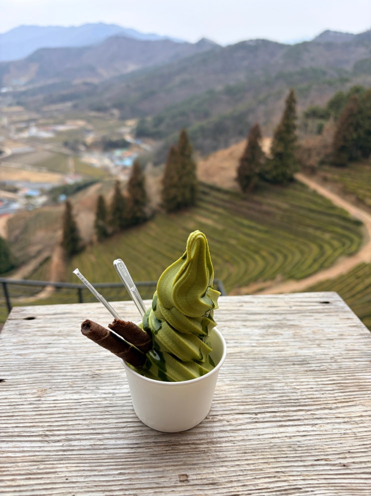  보성 녹차밭 대한다원 꼭 가야하는 이유 따로 있었다