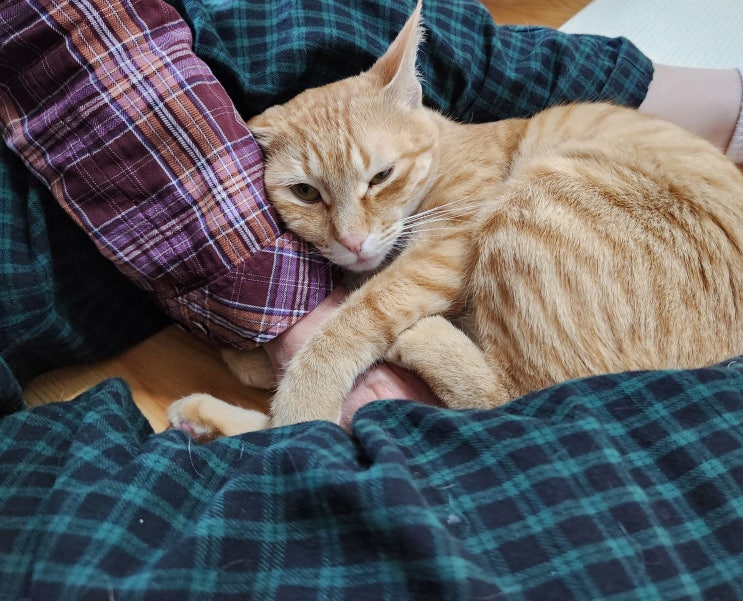  고양이 감기 증상 기침 재채기 외에?